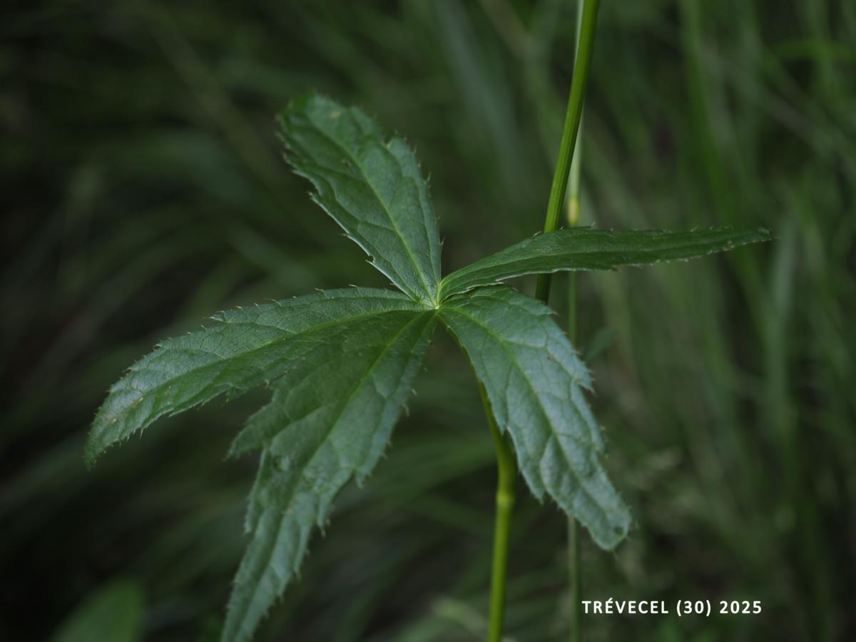 Astrantia leaf